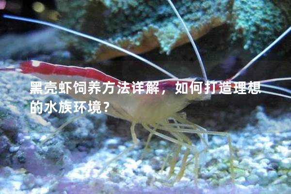 黑殼蝦飼養方法詳解，如何打造理想的水族環境？